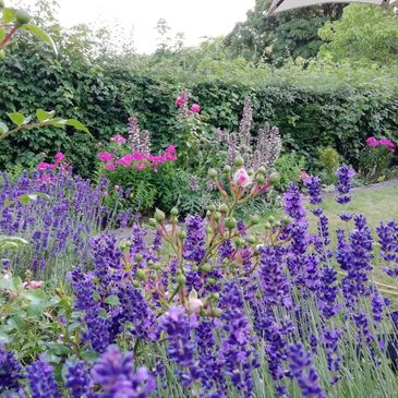 Lifelong love and passion for gardens and plants