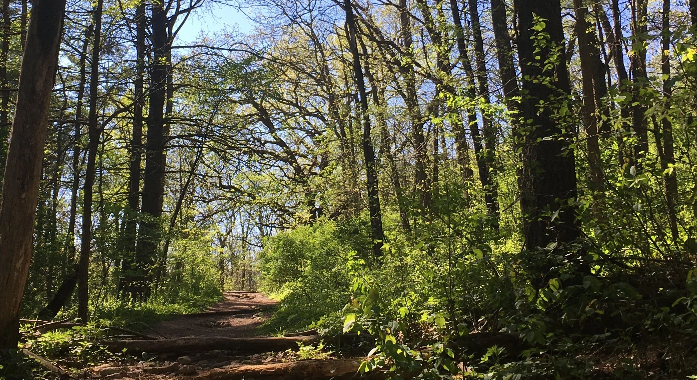 A path leading through the forest