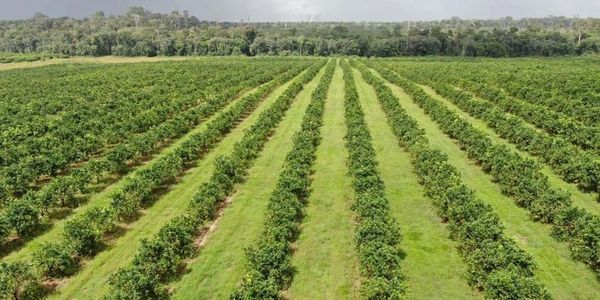 Plantação organizada com fileiras verdes e árvores.