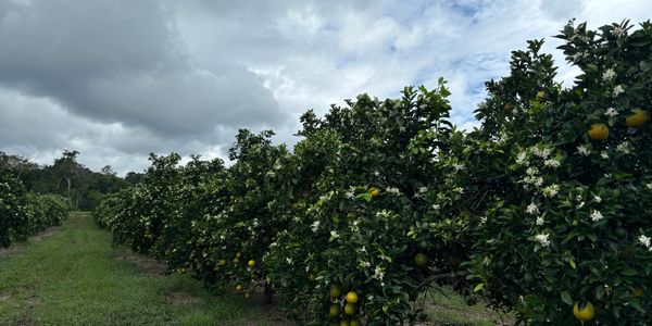 Pomaranjeira com frutos e flores sob céu nublado.