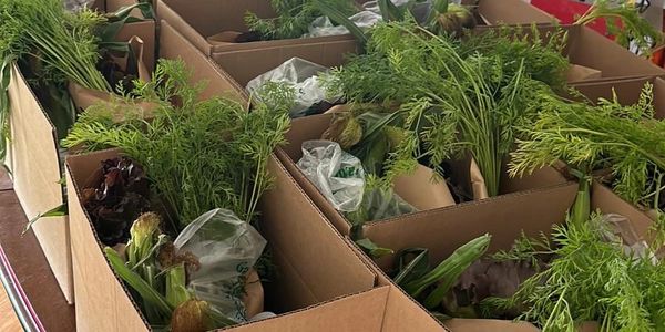 Cardboard boxes filled with fresh vegetables and leafy greens.