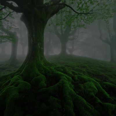 Foggy forest with moss-covered roots and trees.
