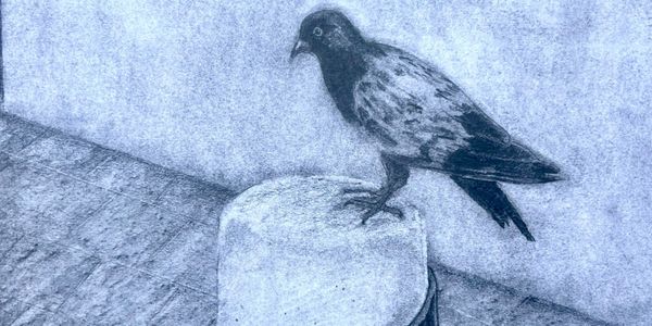 A bird perched on a stone in a sketch-like blue-toned image.