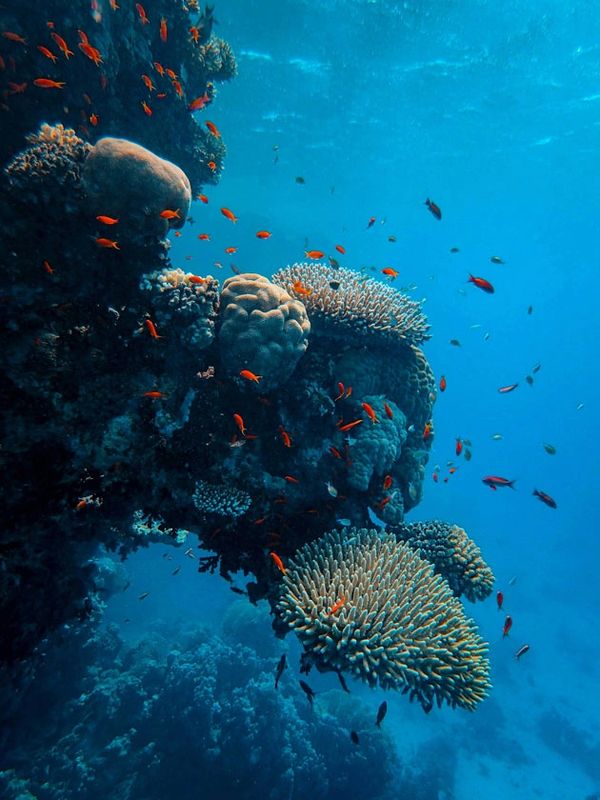 Healthy Coral Reef