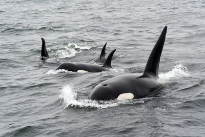 Four Orcas (aka Killer Whales) in a small group or 'pod' at the surface of the sea.