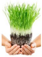 Hands holding green grass with visible roots.