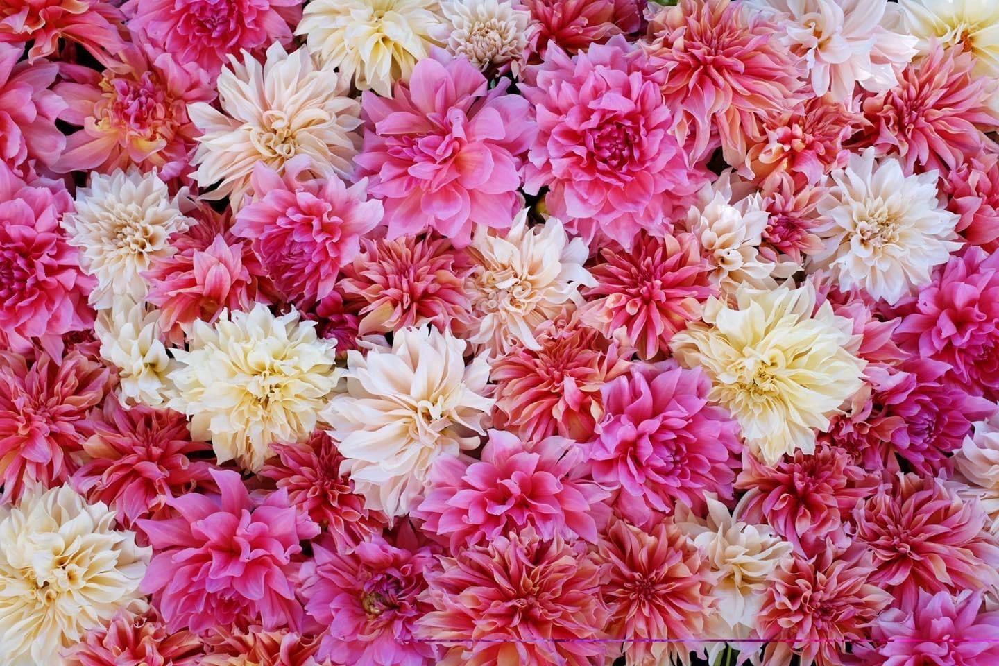 Wedding Flowers - Shannon’s Fresh Cut Farm Flowers