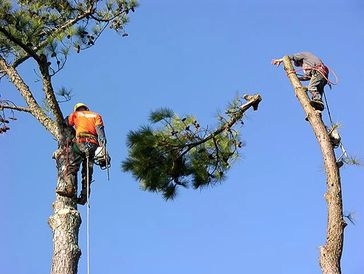 removal of all types of trees