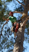 Jose Tree Services 