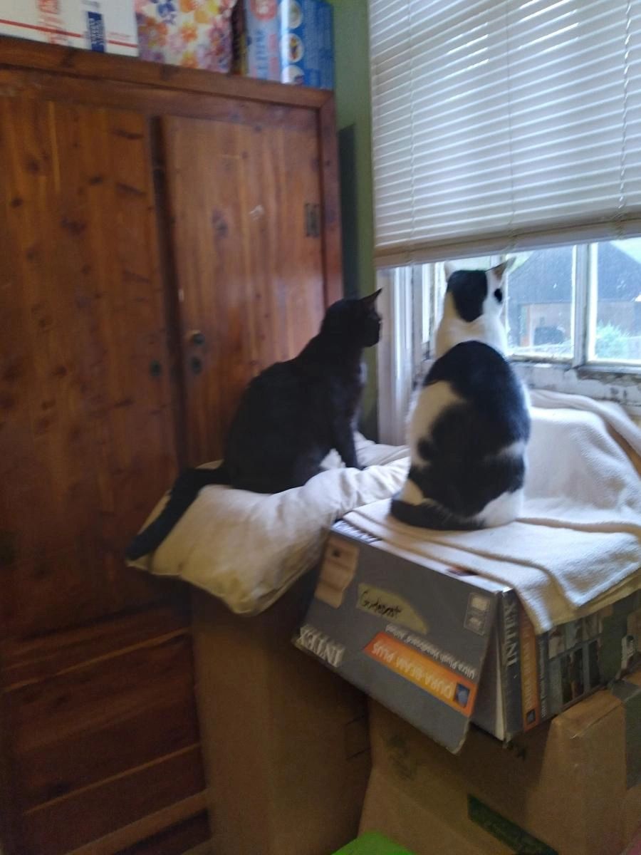 2/male cats looking out the window.
Black Panther and Sam