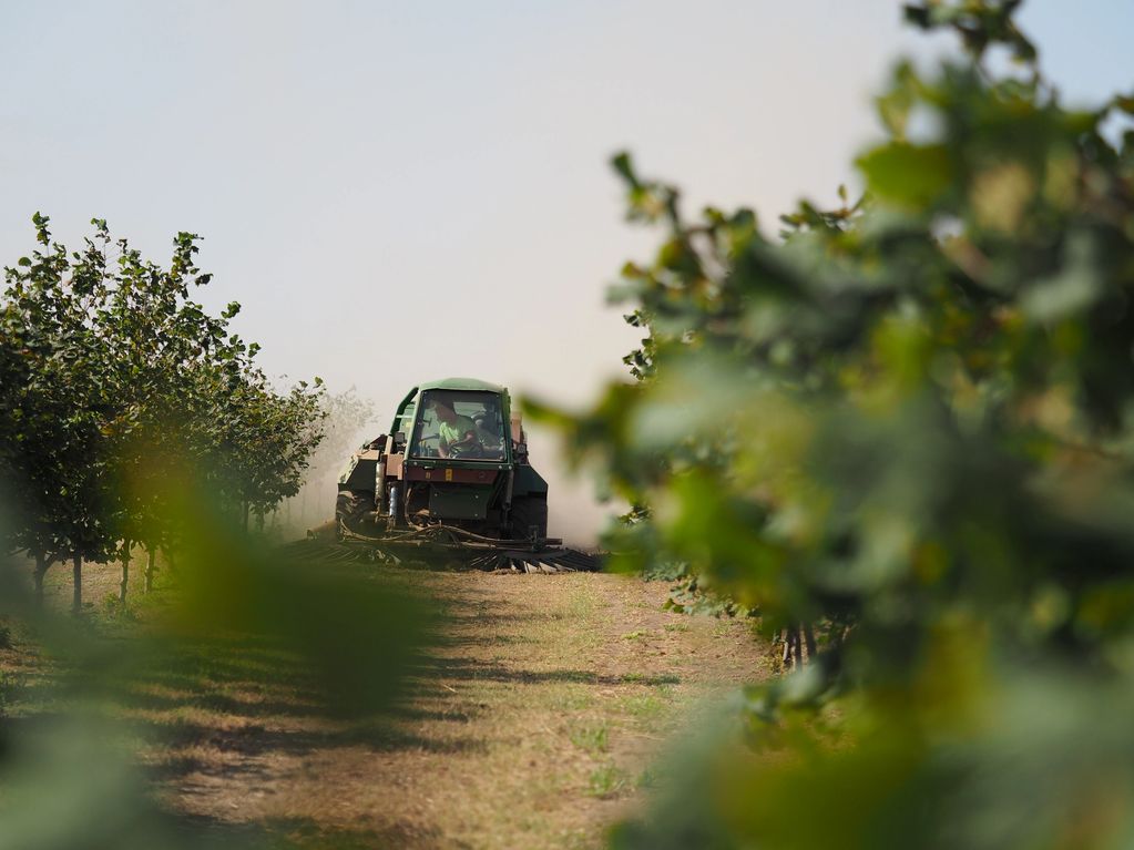 Harvesting machine in a vineyard.