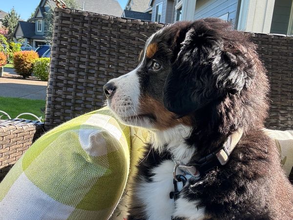 Profile of a fluffy Bernese Mountain Dog puppy sitting on outdoor furniture.