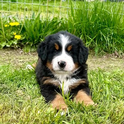 Adorable Bernese Mountain Dog puppy lying on green grass outdoors.