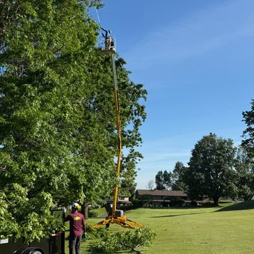 A worker trims tree branches using a lift under a clear blue sky.