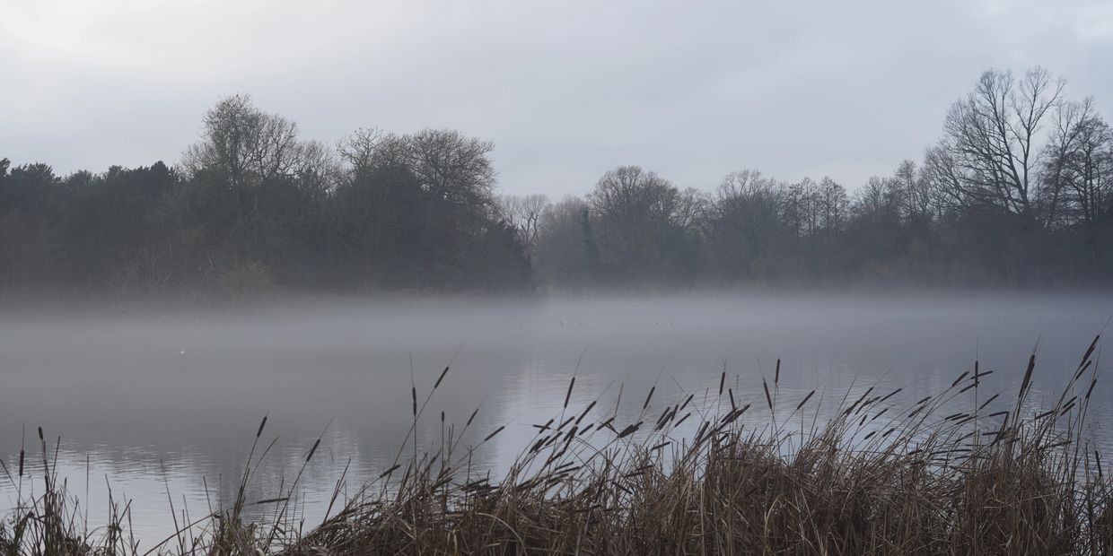 Foggy lake with bare trees and reeds on a gray, overcast day.