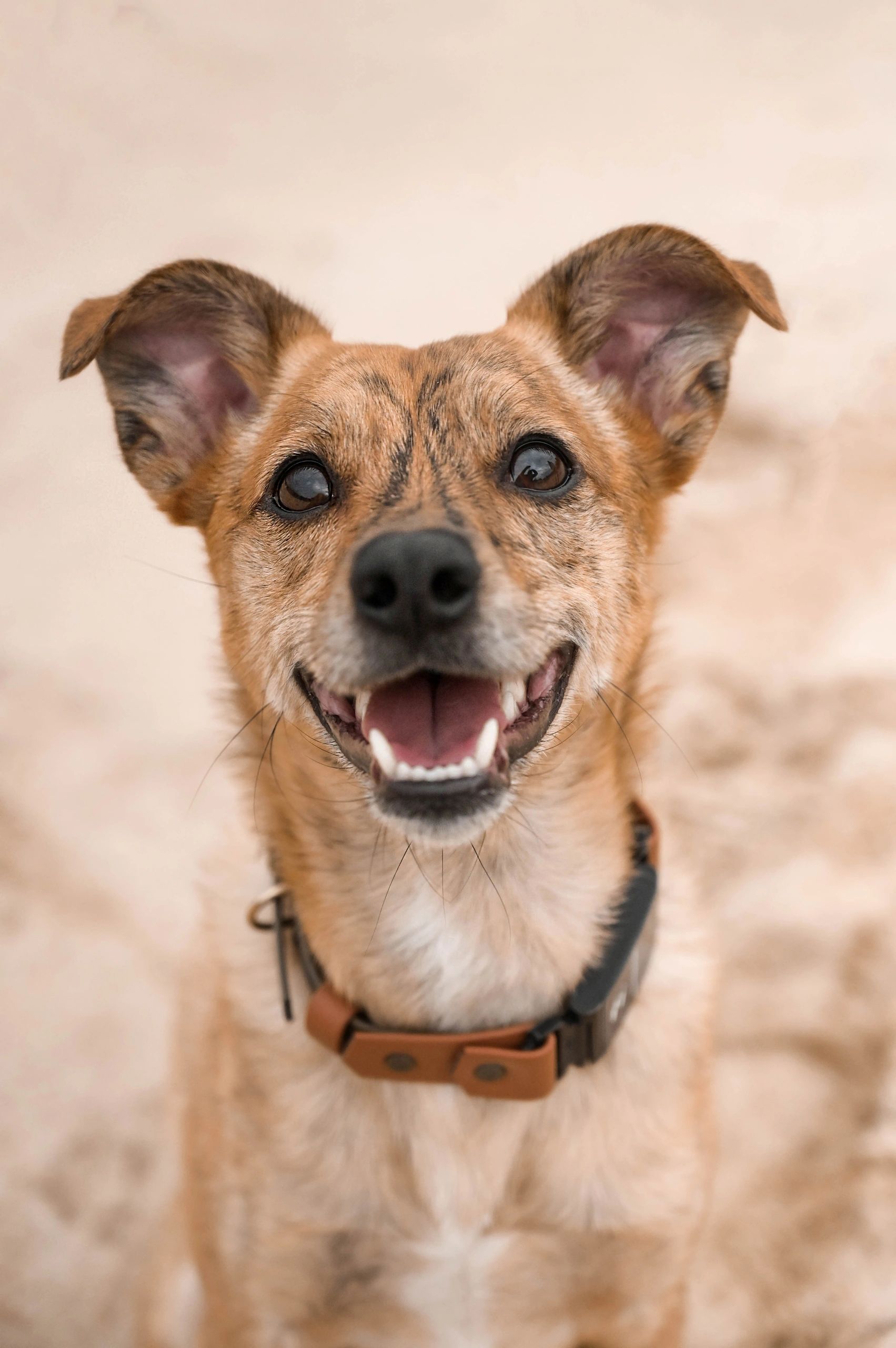 Close-up of a happy, smiling dog with big ears and a collar.