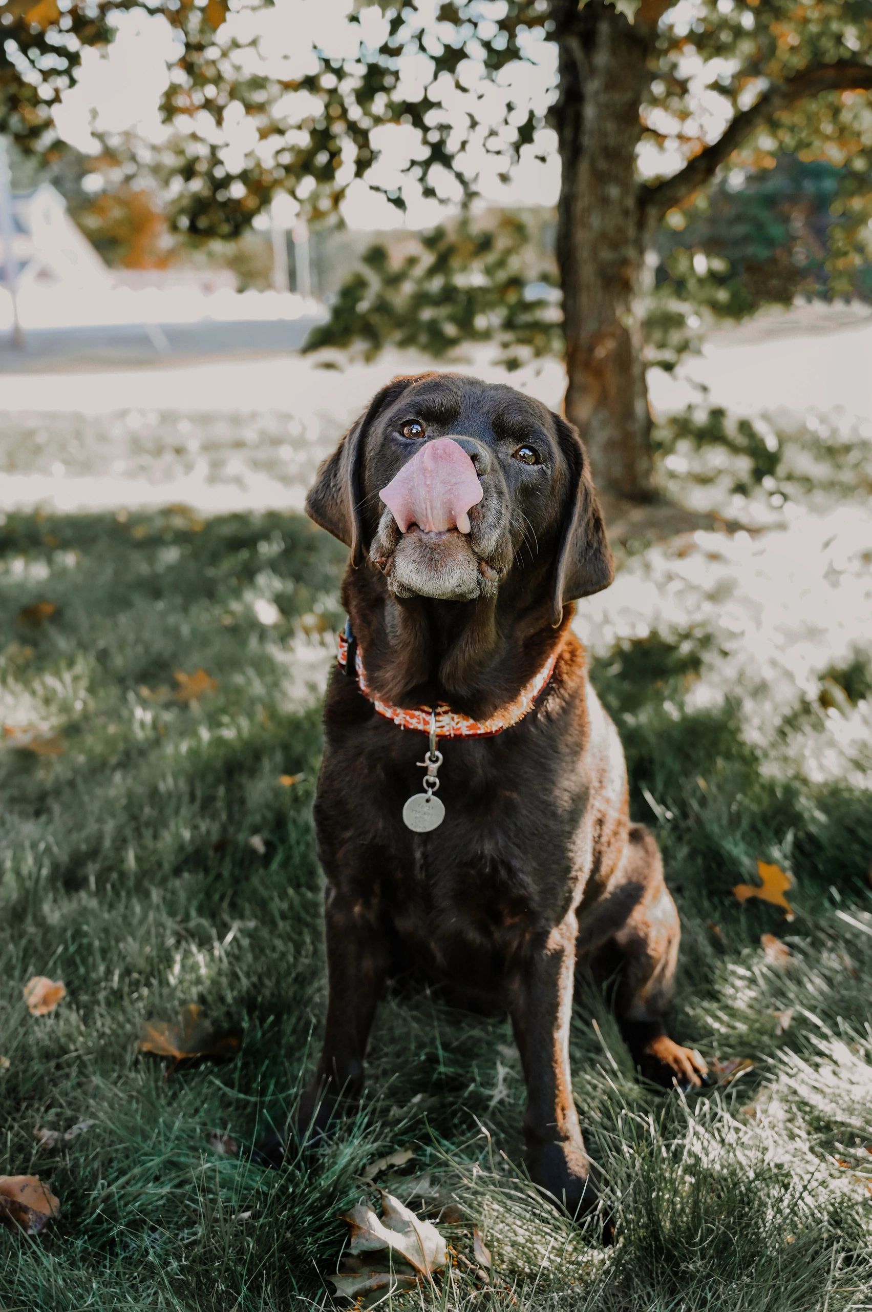 Chocolate Labrador licking its nose while sitting on grass.