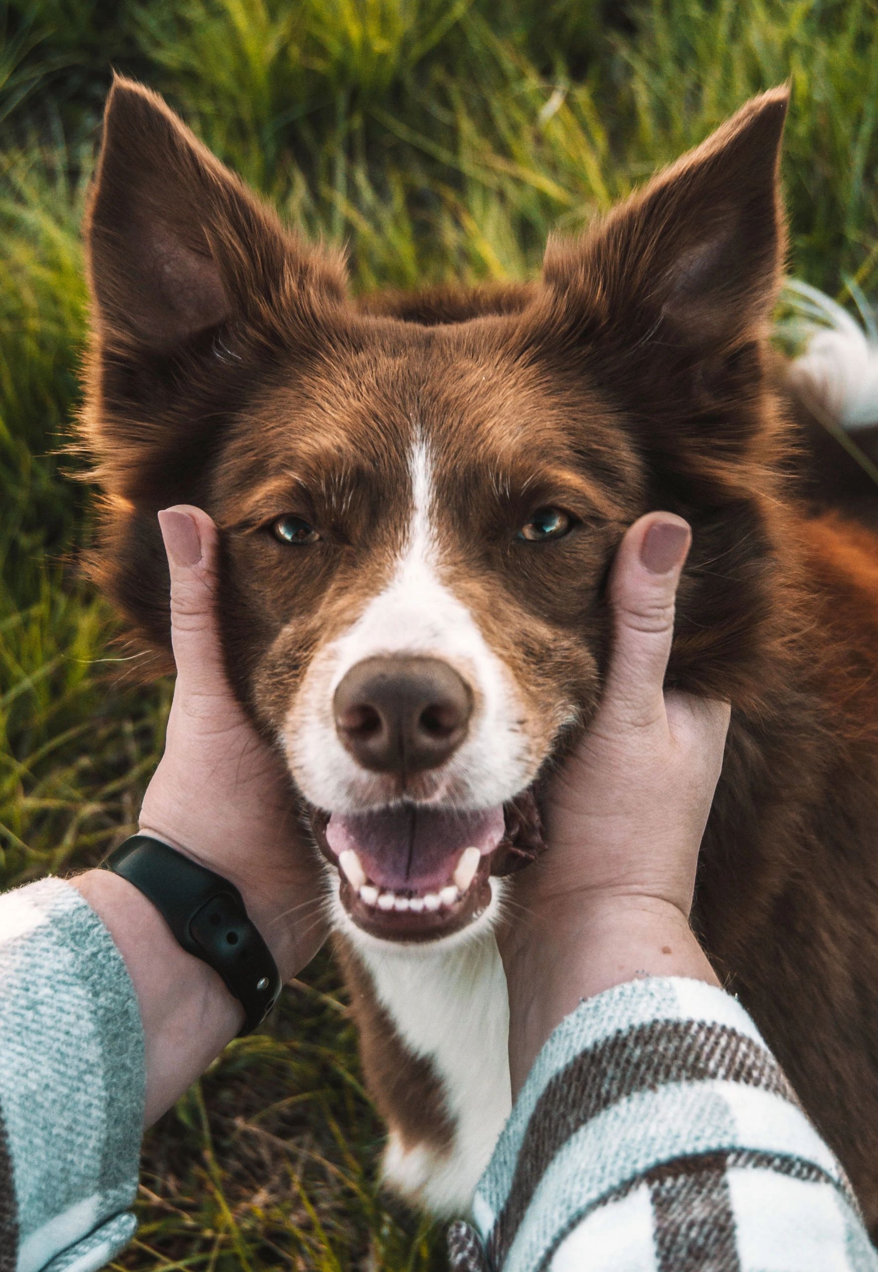 A happy dog being gently held by a person outdoors.