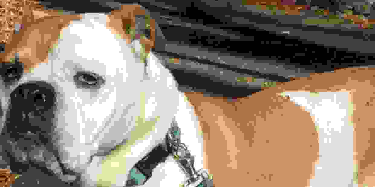 Woodbridge Pet Sitting Service, LLC Pet Sitting, Dog Walking