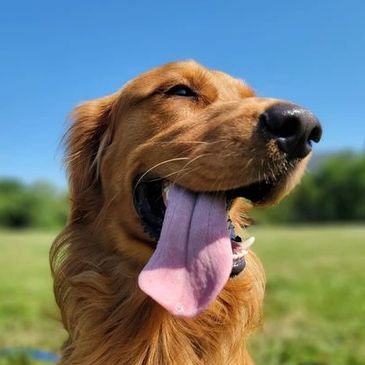 Golden retriever smiling with it's tongue hanging out