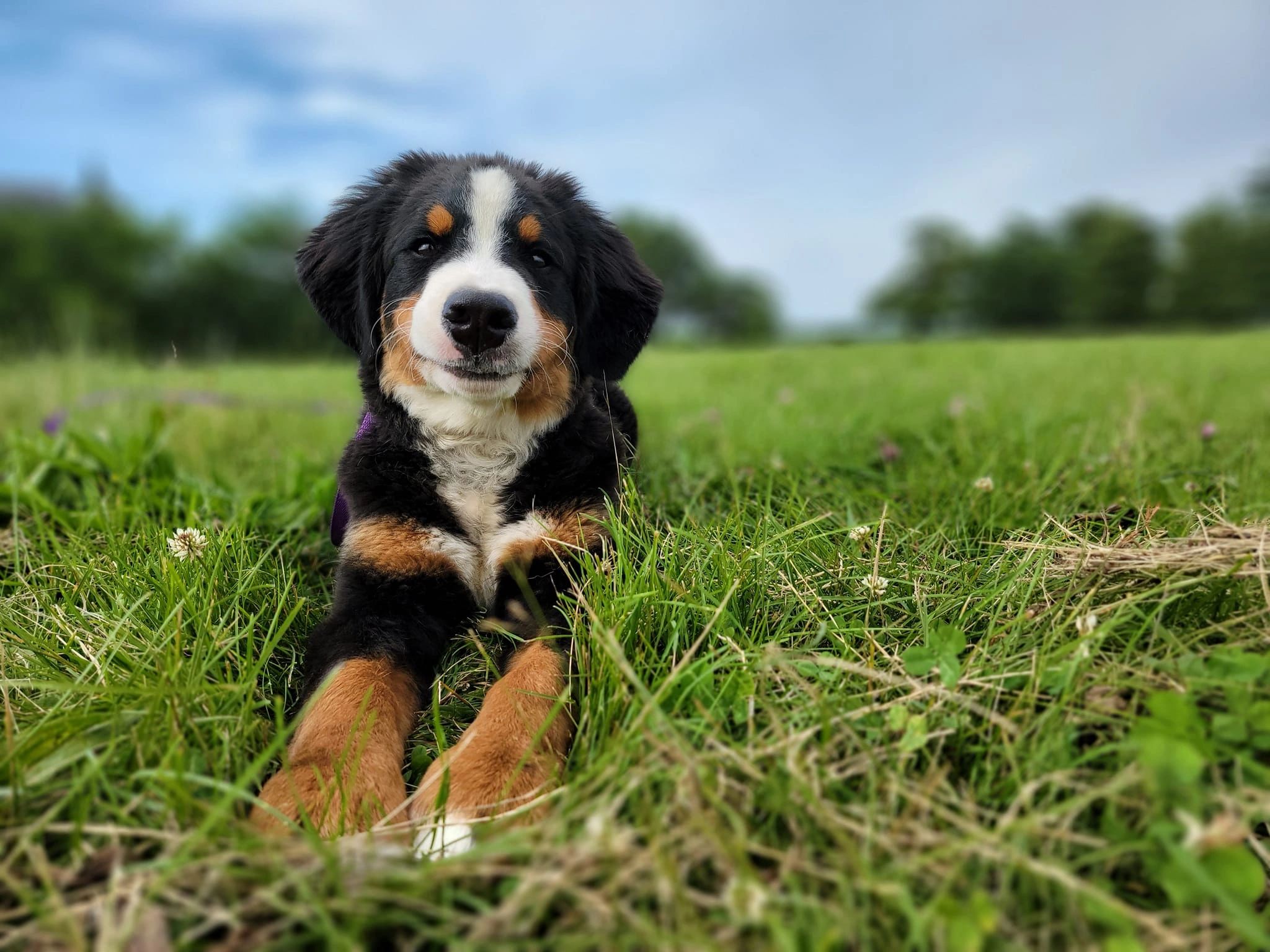 More Dog Than Human - Image 1