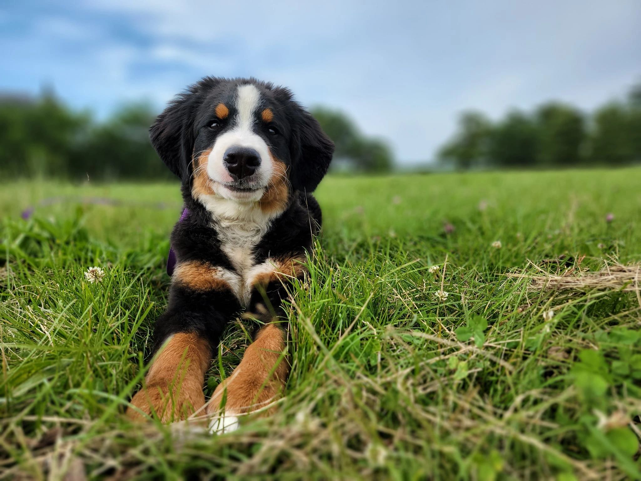 Black and tan Bernese Mountain dog puppy smiling in the grass