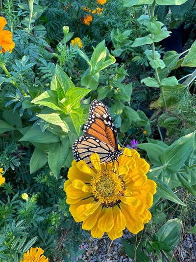 A monarch butterfly perched on a vibrant yellow flower in a lush garden.
