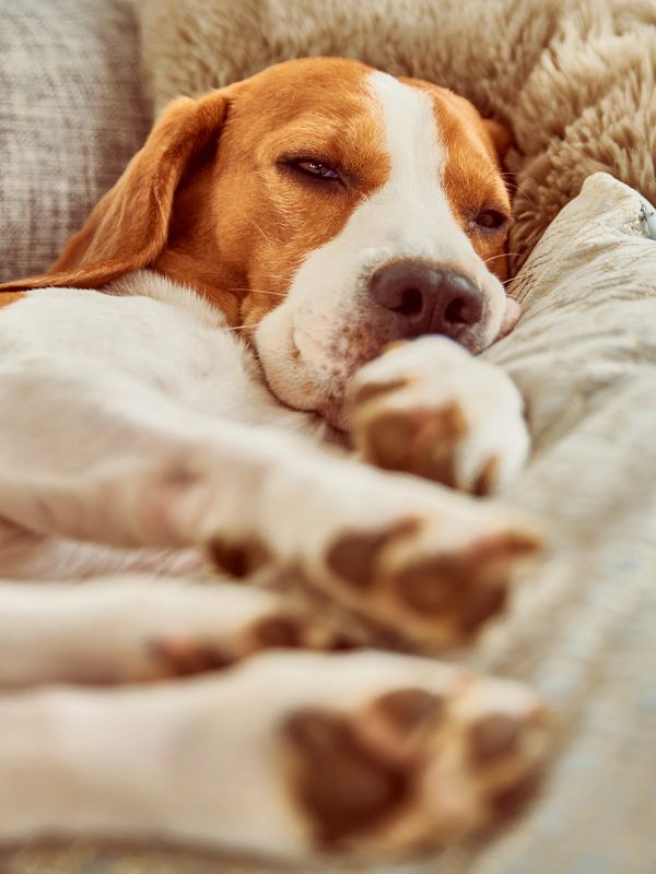 Peaceful Pets At Home Veterinary Care Home Visit Vet, Vets That Come