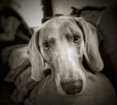 a Weimaraner dog looking up with loving eyes
