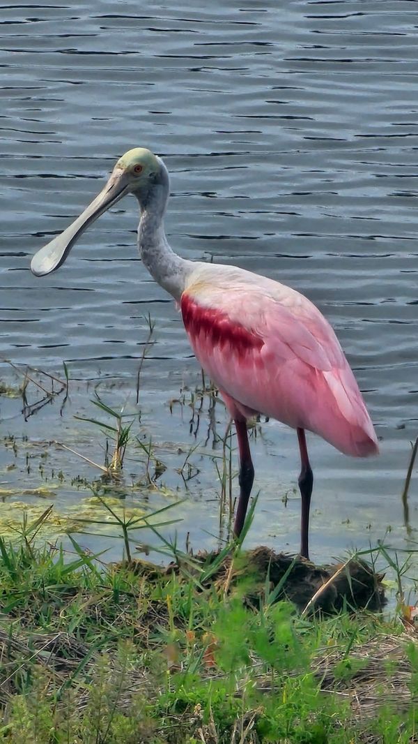 a beautiful Roseate Spoonbill by Sun Lake