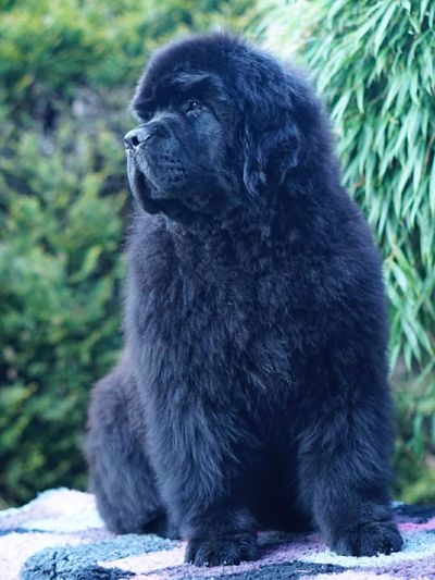 Fluffy black Newfoundland dog sitting outdoors.