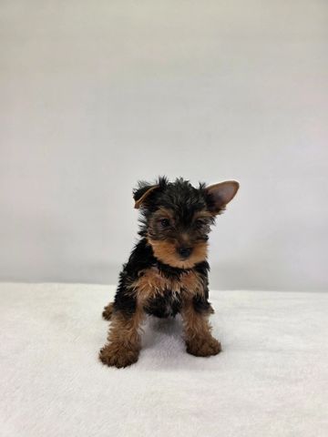 Yorkie puppy for sale