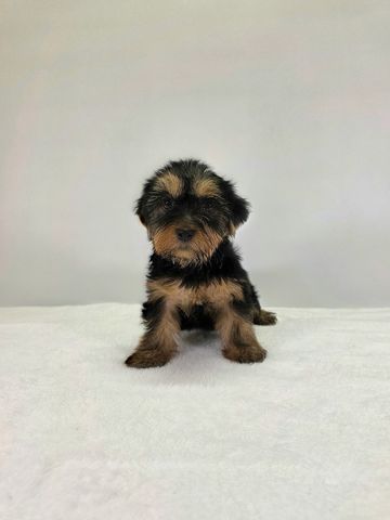 Yorkie puppy for sale