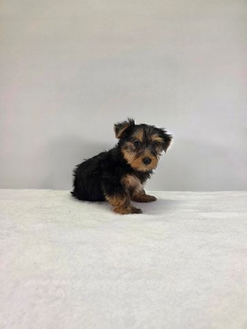 Yorkie puppy for sale