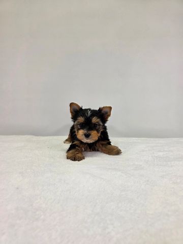 Yorkie puppy for sale