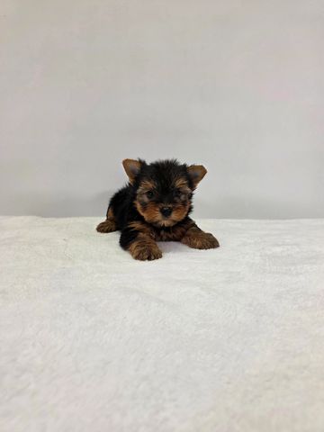 Yorkie puppy for sale