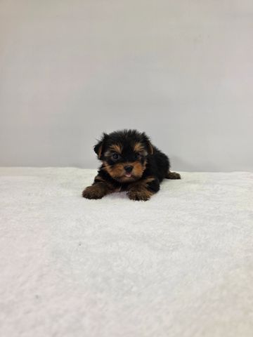 Yorkie puppy for sale