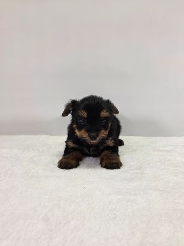 Yorkie puppy for sale