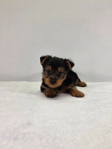 Yorkie puppy for sale