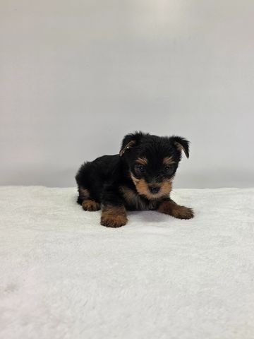 Yorkie puppy for sale
