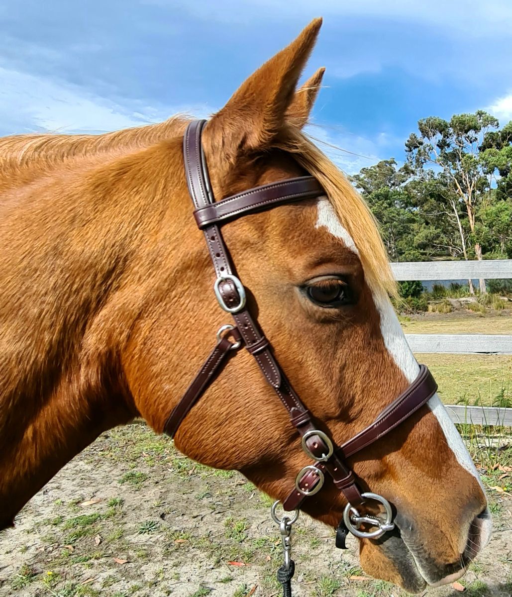 Brown Innovative Equestrian Bridle