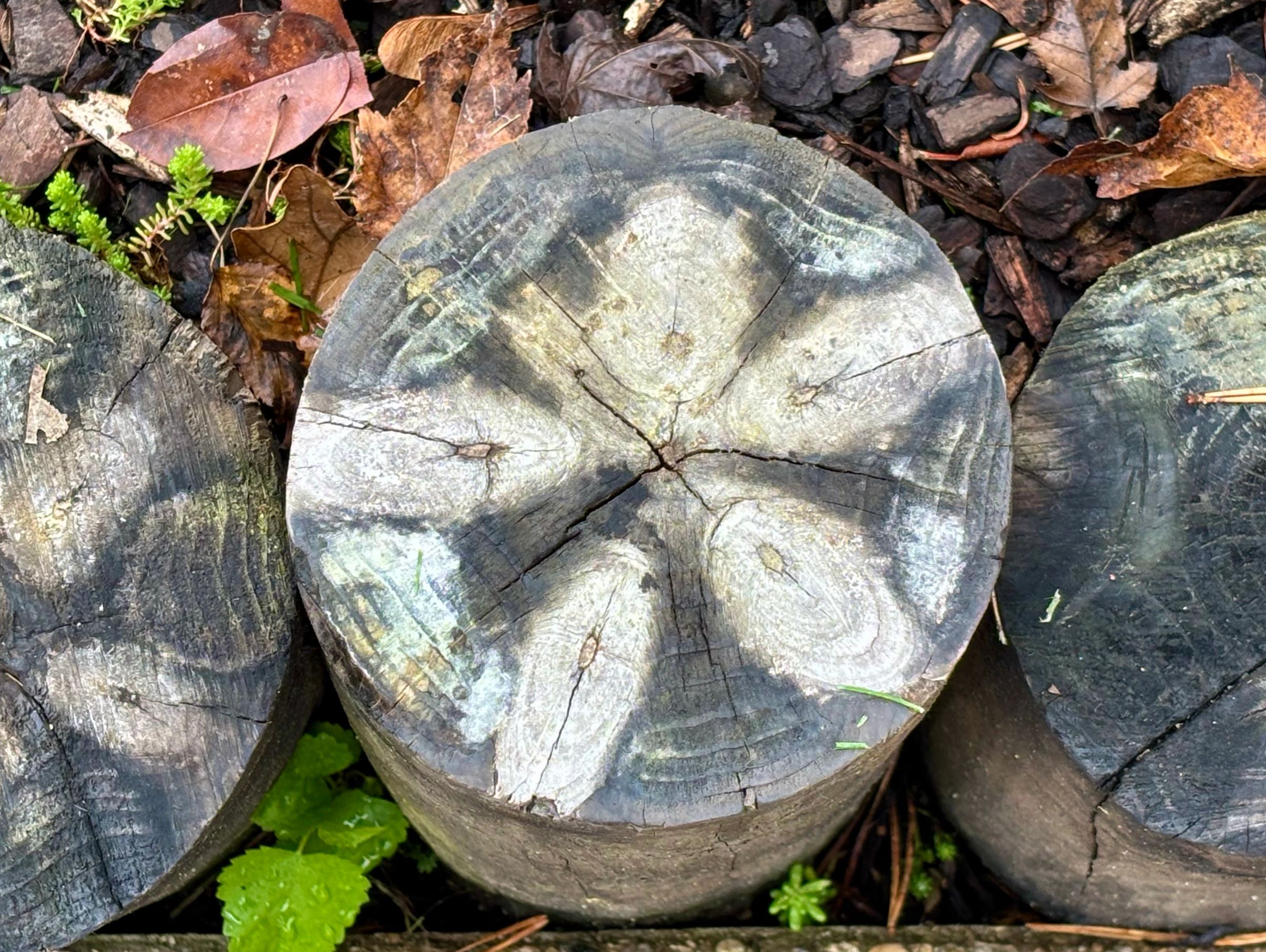 Nature creates the best art!