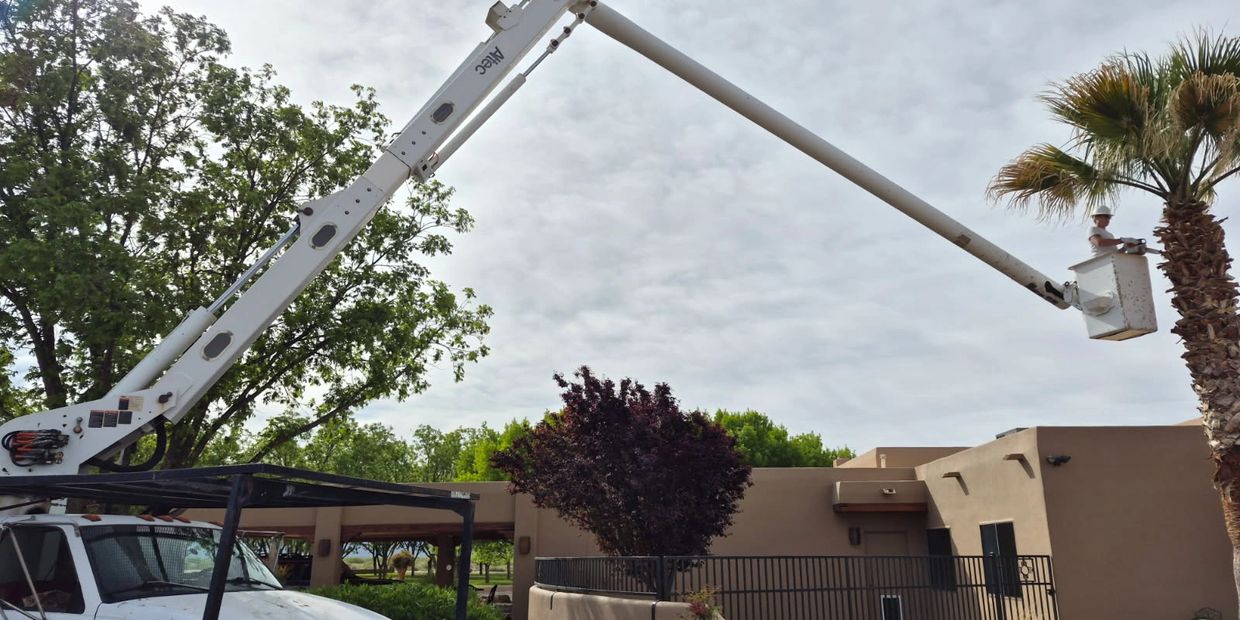 Worker in bucket truck trimming a palm tree near a building.