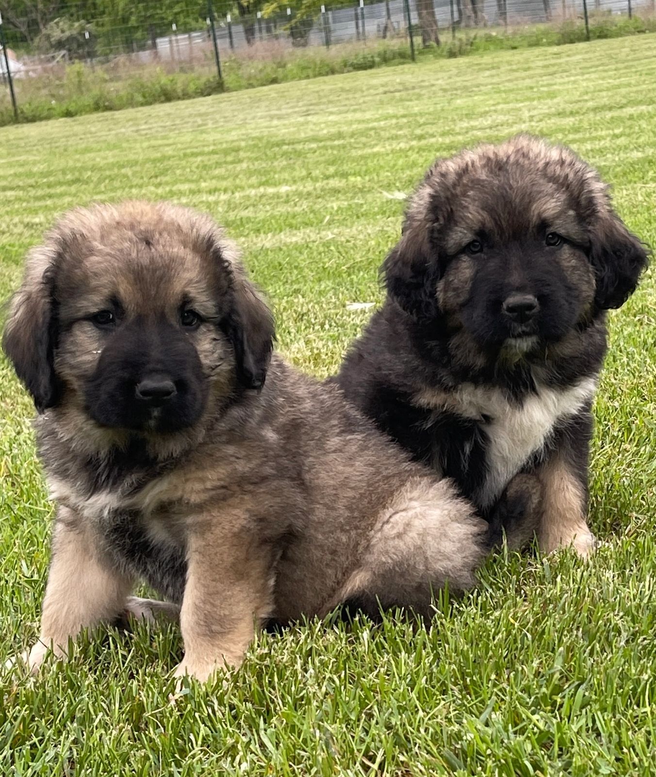 Two of our puppies from Litter H