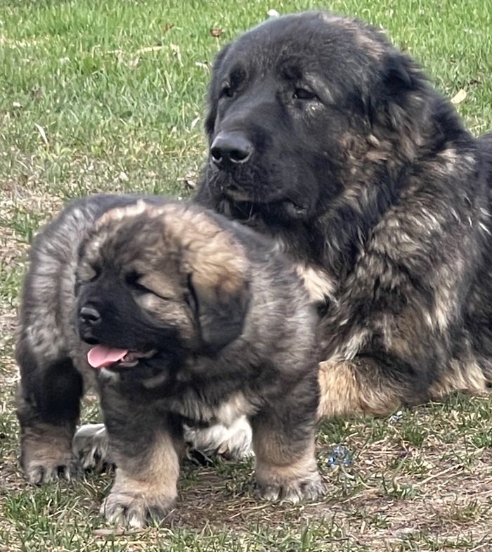 Caucasian Shepherd puppy and one of our moms 