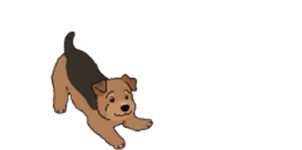 Dog playing
