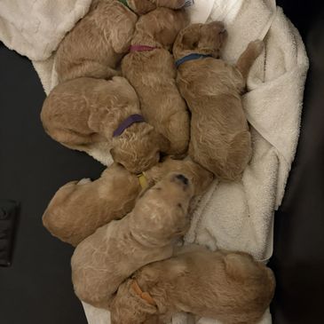 A group of seven curly-haired puppies sleeping closely together on a blanket.