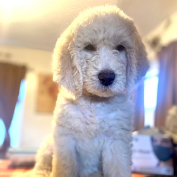 Fluffy white puppy sitting indoors with soft lighting.