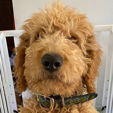 Close-up of a curly-haired dog with a patterned collar.