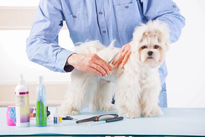 A person Cutting Hair for Dog